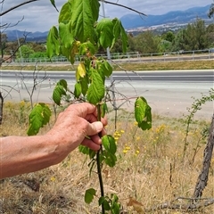 Acer negundo (Box Elder) at Kambah, ACT - 15 Nov 2024 by LPadg