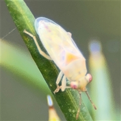 Miridae (family) (Unidentified plant bug) at Russell, ACT - 12 Nov 2024 by Hejor1