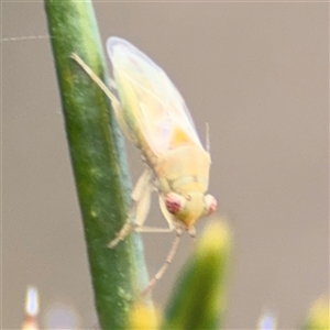 Miridae (family) at Russell, ACT - 12 Nov 2024 04:52 PM