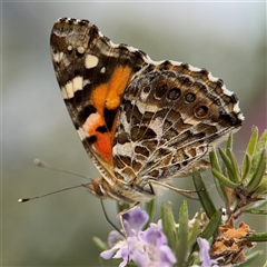 Vanessa kershawi (Australian Painted Lady) at Parkes, ACT - 12 Nov 2024 by Hejor1