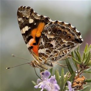 Vanessa kershawi at Parkes, ACT - 12 Nov 2024 05:02 PM