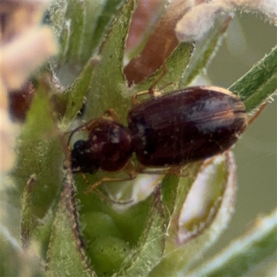 Carabidae (family) (Predatory ground beetle) at Barton, ACT - 12 Nov 2024 by Hejor1