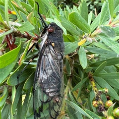 Psaltoda moerens (Redeye cicada) at Russell, ACT - 14 Nov 2024 by Hejor1