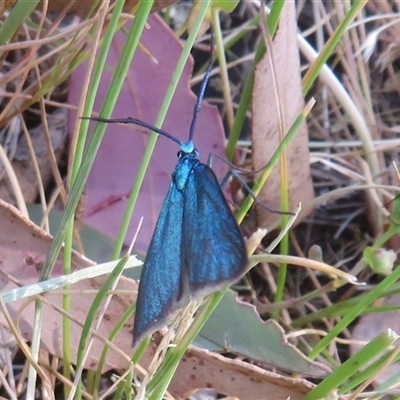 Pollanisus (genus) (A Forester Moth) at Hall, ACT - 7 Nov 2024 by Christine