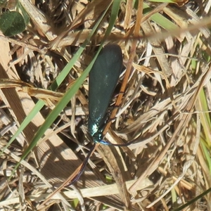 Pollanisus (genus) at Hall, ACT - 8 Nov 2024