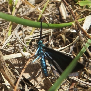 Pollanisus (genus) at Hall, ACT - 8 Nov 2024