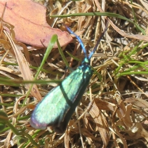 Pollanisus (genus) at Hall, ACT - 8 Nov 2024