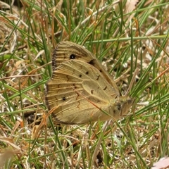 Heteronympha merope (Common Brown Butterfly) at Hall, ACT - 8 Nov 2024 by Christine