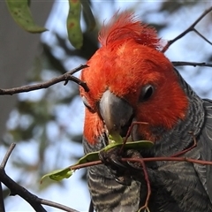 Callocephalon fimbriatum at Acton, ACT - suppressed