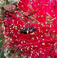 Hylaeus (Hylaeorhiza) nubilosus (A yellow-spotted masked bee) at Duffy, ACT - 30 Oct 2024 by actforbees