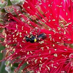 Hylaeus (Hylaeorhiza) nubilosus at Duffy, ACT - 30 Oct 2024