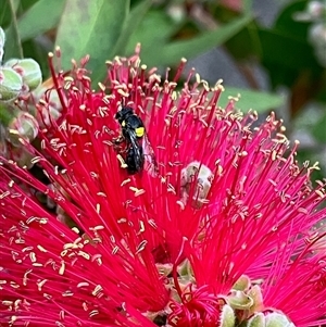 Hylaeus (Hylaeorhiza) nubilosus at Duffy, ACT - 30 Oct 2024