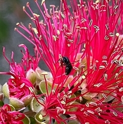 Apiformes (informal group) (Unidentified bee) at Duffy, ACT - 30 Oct 2024 by actforbees