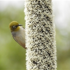 Zosterops lateralis (Silvereye) at Acton, ACT - 14 Nov 2024 by HelenCross