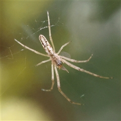 Tetragnatha demissa (Crouching Long-jawed Spider) at Gundaroo, NSW - 11 Nov 2024 by ConBoekel