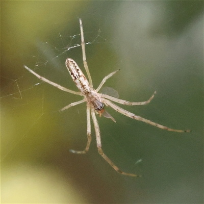 Tetragnatha demissa (Tetragnatha demissa) at Gundaroo, NSW - 11 Nov 2024 by ConBoekel