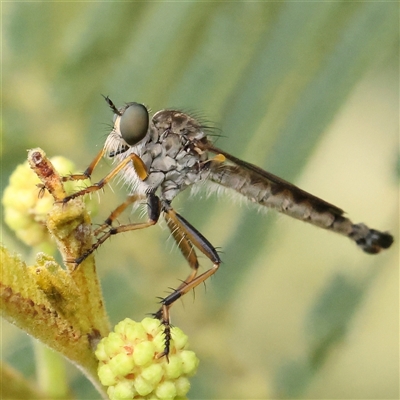 Cerdistus sp. (genus) (Slender Robber Fly) at Gundaroo, NSW - 10 Nov 2024 by ConBoekel