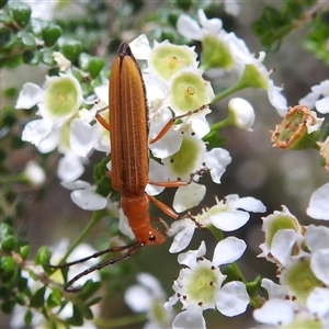 Stenoderus concolor at Acton, ACT - 14 Nov 2024 01:40 PM