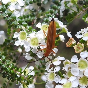 Stenoderus concolor at Acton, ACT - 14 Nov 2024 01:40 PM