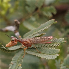 Campion sp. (genus) (Mantis Fly) at Gundaroo, NSW - 11 Nov 2024 by ConBoekel