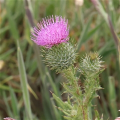 Cirsium vulgare (Spear Thistle) at Gundaroo, NSW - 10 Nov 2024 by ConBoekel