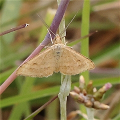 Scopula rubraria at Gundaroo, NSW - 11 Nov 2024 by ConBoekel