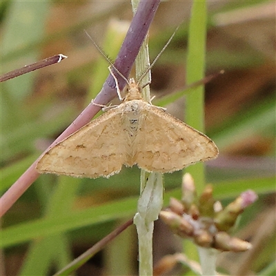 Scopula rubraria at Gundaroo, NSW - 11 Nov 2024 by ConBoekel