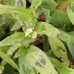 Persicaria prostrata (Creeping Knotweed) at Gundaroo, NSW - 11 Nov 2024 by ConBoekel