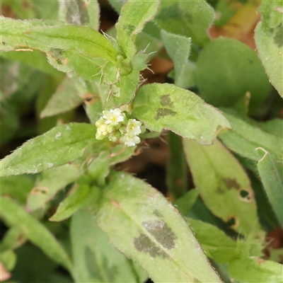 Persicaria prostrata (Creeping Knotweed) at Gundaroo, NSW - 11 Nov 2024 by ConBoekel