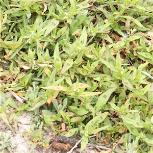 Persicaria prostrata at Gundaroo, NSW - 11 Nov 2024