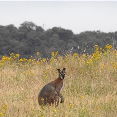 Notamacropus rufogriseus (Red-necked Wallaby) at Kambah, ACT - 14 Nov 2024 by HelenCross