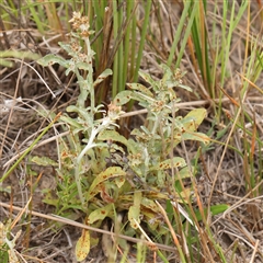 Gamochaeta impatiens (A cudweed) at Gundaroo, NSW - 11 Nov 2024 by ConBoekel