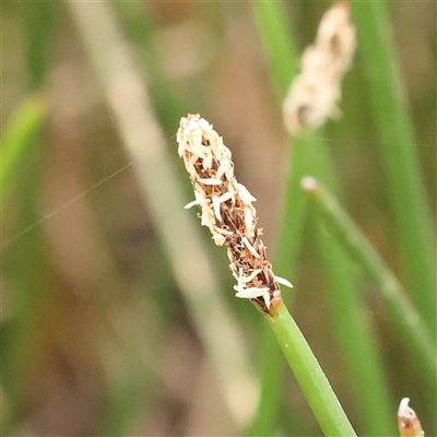 Eleocharis acuta (Common Spike-rush) at Gundaroo, NSW - 10 Nov 2024 by ConBoekel