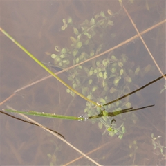 Elatine gratioloides (Waterwort) at Gundaroo, NSW - 11 Nov 2024 by ConBoekel