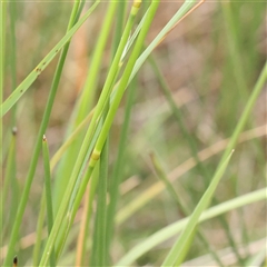 Amphibromus nervosus at Gundaroo, NSW - 11 Nov 2024 08:12 AM