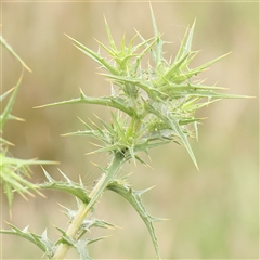 Carthamus lanatus (Saffron Thistle) at Gundaroo, NSW - 11 Nov 2024 by ConBoekel