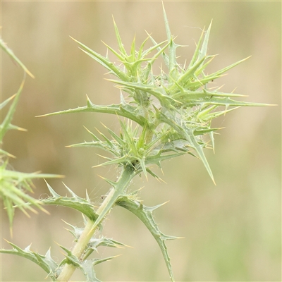 Carthamus lanatus (Saffron Thistle) at Gundaroo, NSW - 11 Nov 2024 by ConBoekel