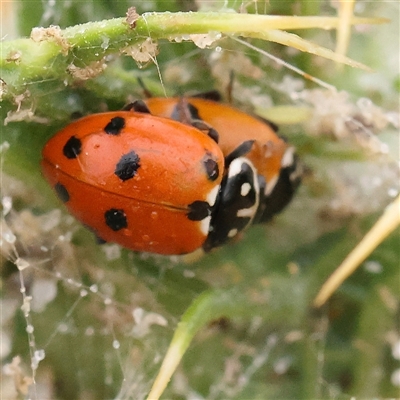 Hippodamia variegata (Spotted Amber Ladybird) at Gundaroo, NSW - 10 Nov 2024 by ConBoekel