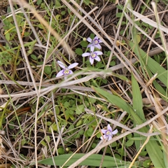 Isotoma fluviatilis subsp. australis (Swamp Isotome) at Gundaroo, NSW - 11 Nov 2024 by ConBoekel