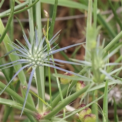 Eryngium ovinum (Blue Devil) at Gundaroo, NSW - 11 Nov 2024 by ConBoekel