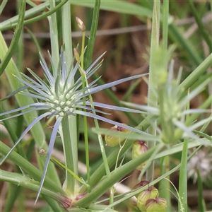 Eryngium ovinum at Gundaroo, NSW - 11 Nov 2024