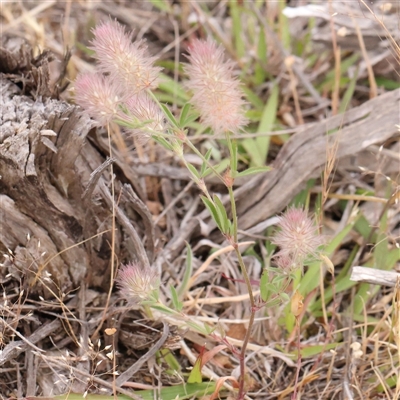 Trifolium arvense var. arvense (Haresfoot Clover) at Gundaroo, NSW - 10 Nov 2024 by ConBoekel