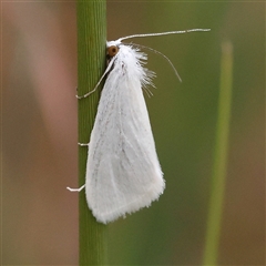 Tipanaea patulella at Gundaroo, NSW - 11 Nov 2024 by ConBoekel