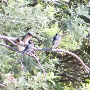 Hirundo neoxena at Bonner, ACT - 10 Nov 2024