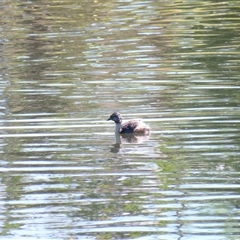 Poliocephalus poliocephalus (Hoary-headed Grebe) at Bonner, ACT - 10 Nov 2024 by MB