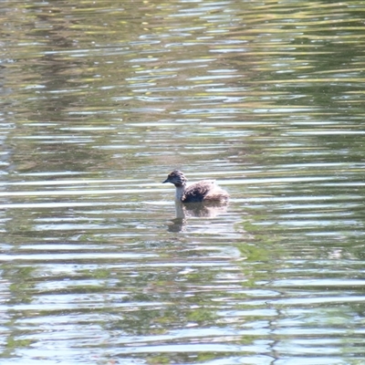 Poliocephalus poliocephalus (Hoary-headed Grebe) at Bonner, ACT - 10 Nov 2024 by MB