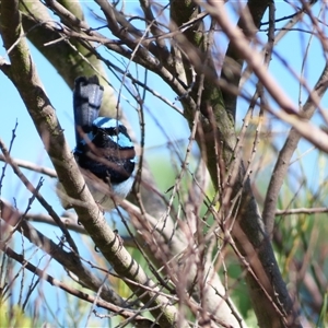 Malurus cyaneus at Bonner, ACT - 10 Nov 2024