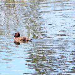 Aythya australis (Hardhead) at Bonner, ACT - 10 Nov 2024 by MB