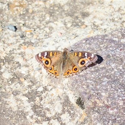 Junonia villida (Meadow Argus) at Bonner, ACT - 10 Nov 2024 by MB