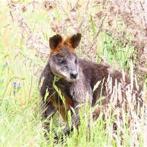 Wallabia bicolor at Bonner, ACT - 10 Nov 2024 10:32 AM